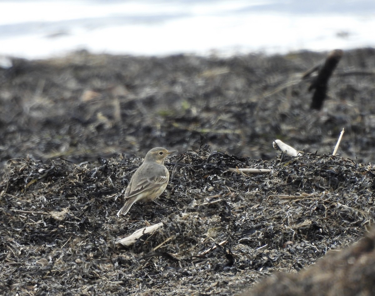 American Pipit - Michelle Bélanger