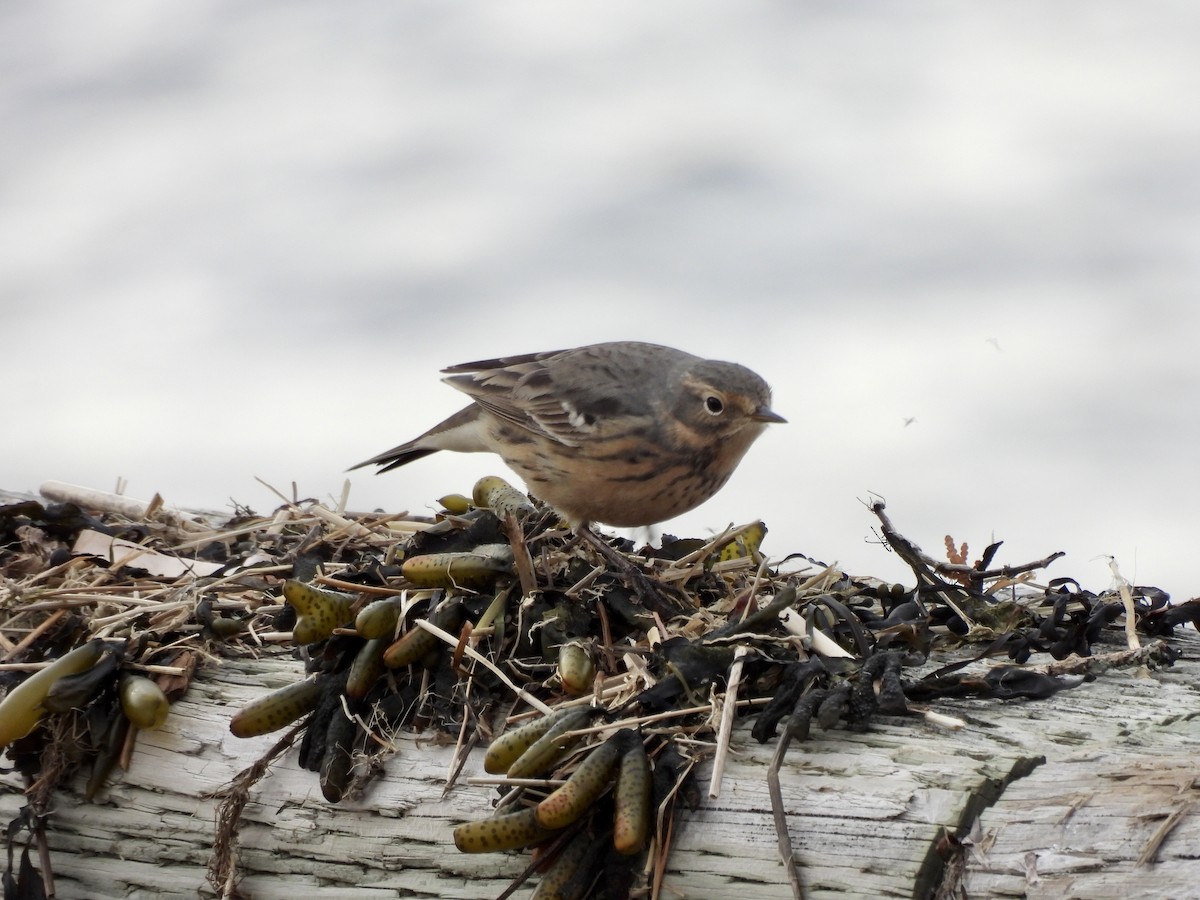 American Pipit - Michelle Bélanger