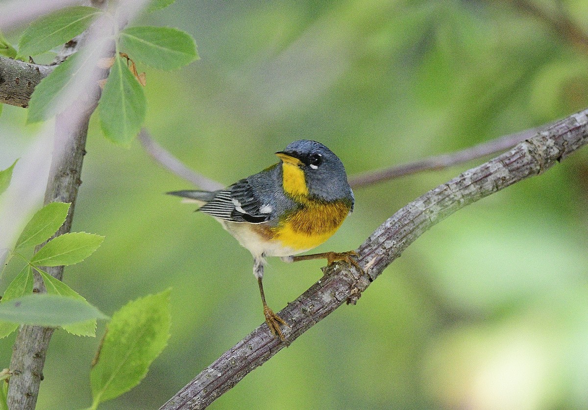 Northern Parula - JoAnna Clayton