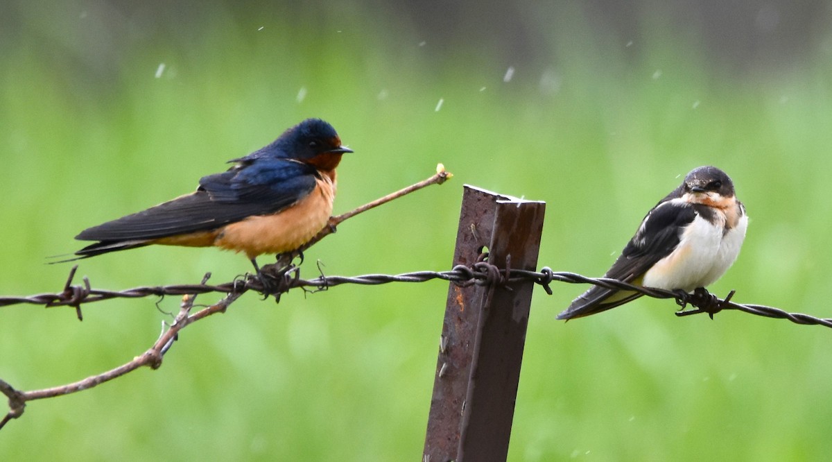 Barn Swallow - Ted Stewart