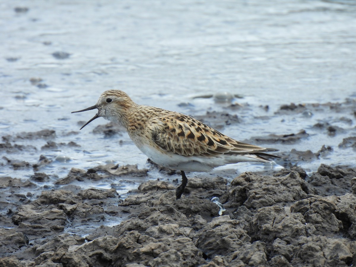 Baird's Sandpiper - Daniel Martínez