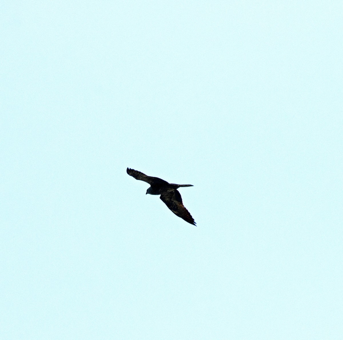 Mississippi Kite - Igor Taimassov