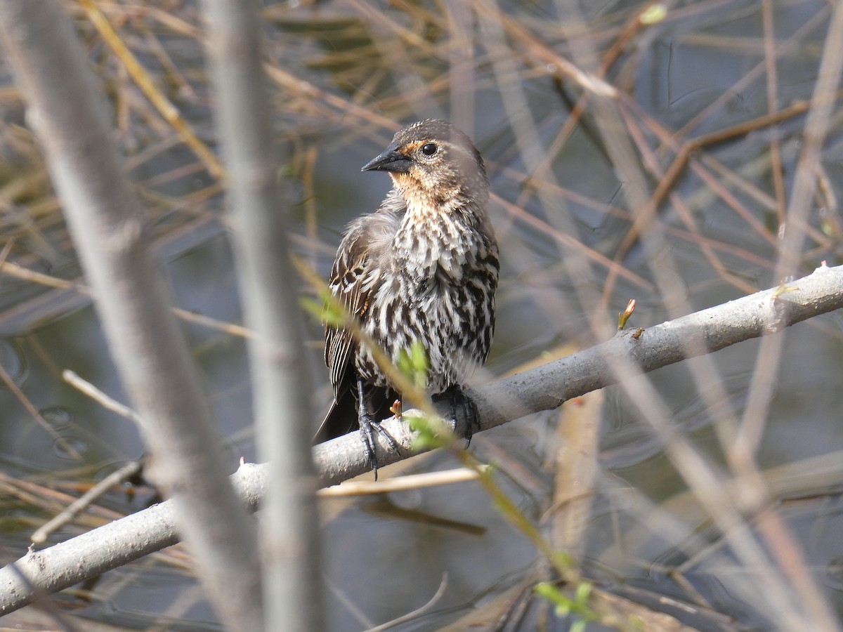 Red-winged Blackbird - Jean Roberge