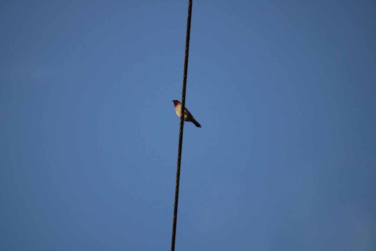 Scaly-breasted Munia - Damaris Cardona Aponte