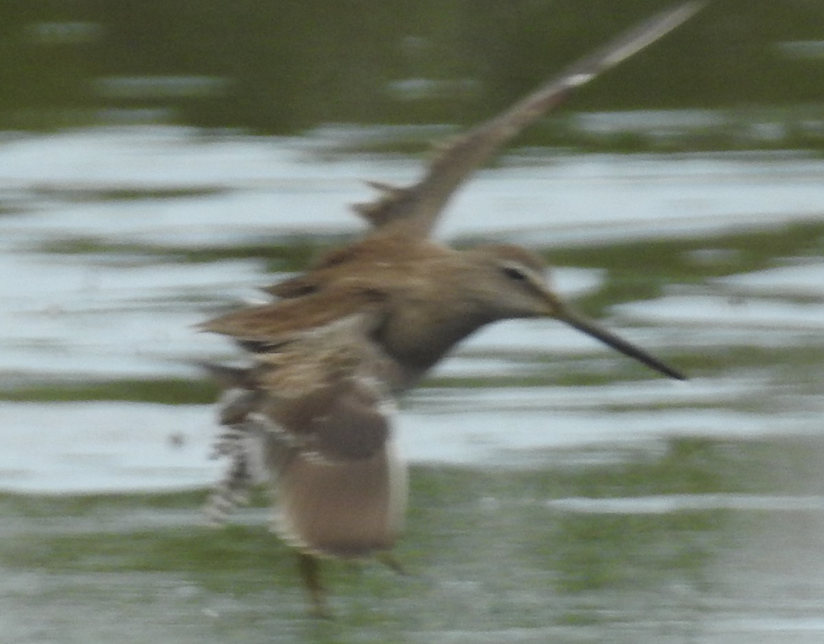 Short-billed Dowitcher - Jeffrey C and Teresa B Freedman