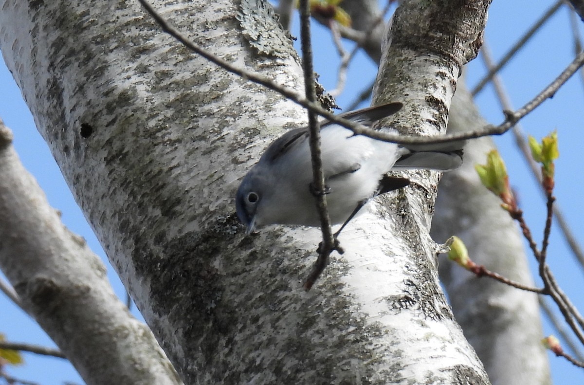 Blue-gray Gnatcatcher - Heather Ballou