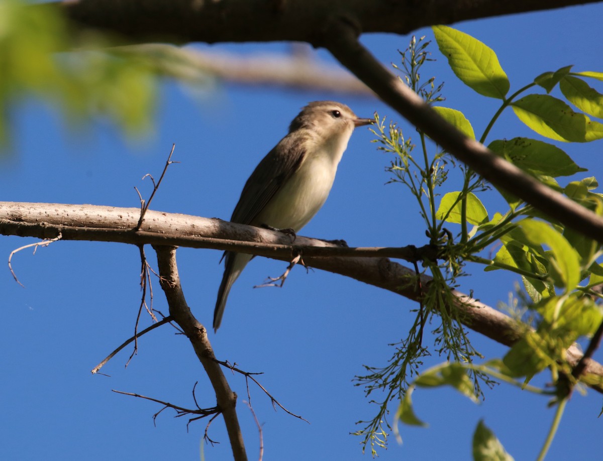 Warbling Vireo - Joli Reising