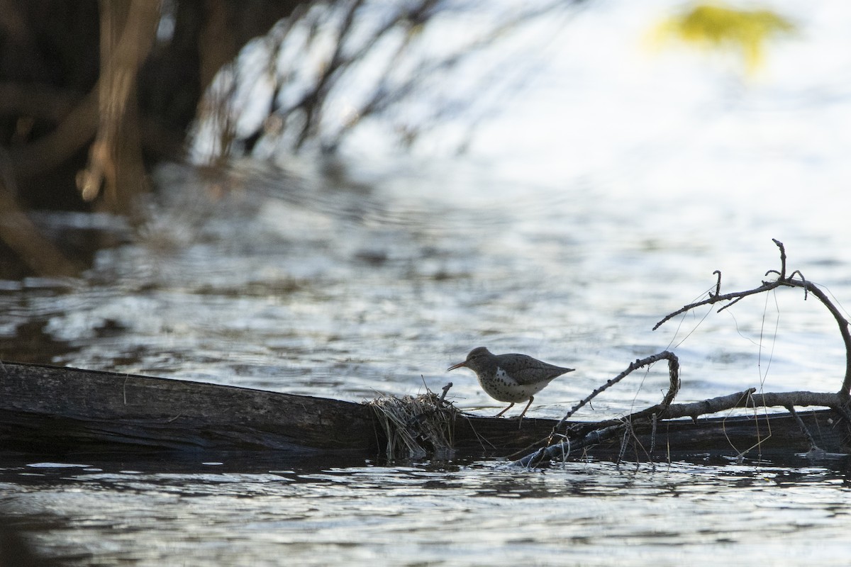 Spotted Sandpiper - Kyle Nelson