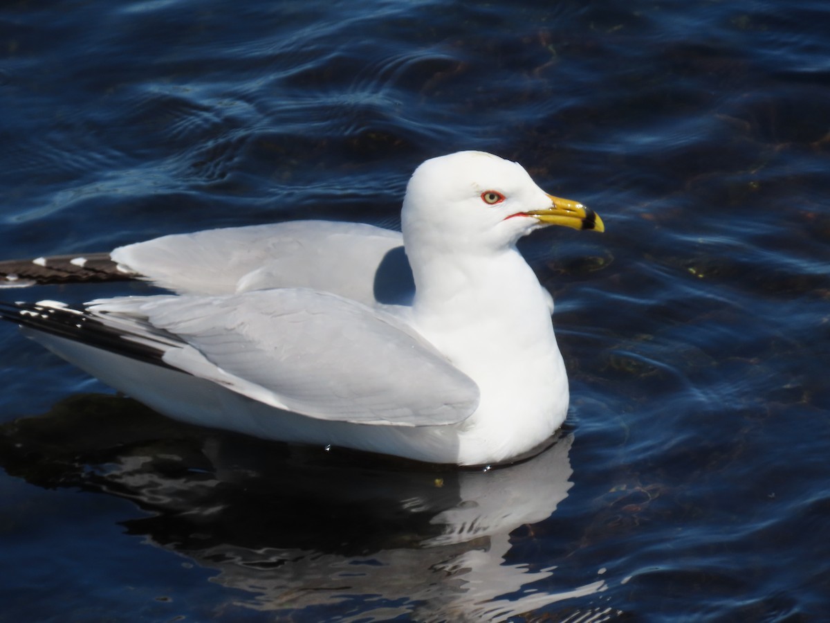 Ring-billed Gull - Cathie Ferguson