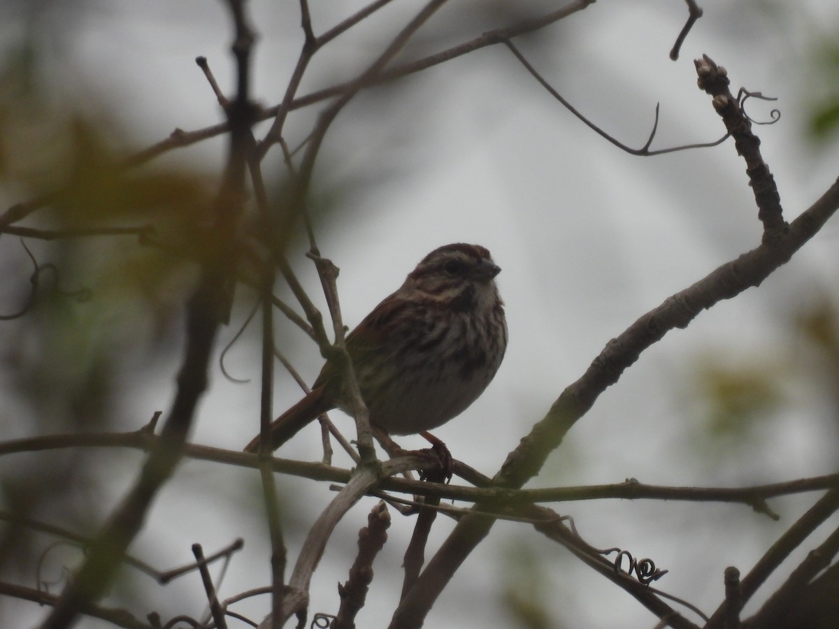 Song Sparrow - ML618857179