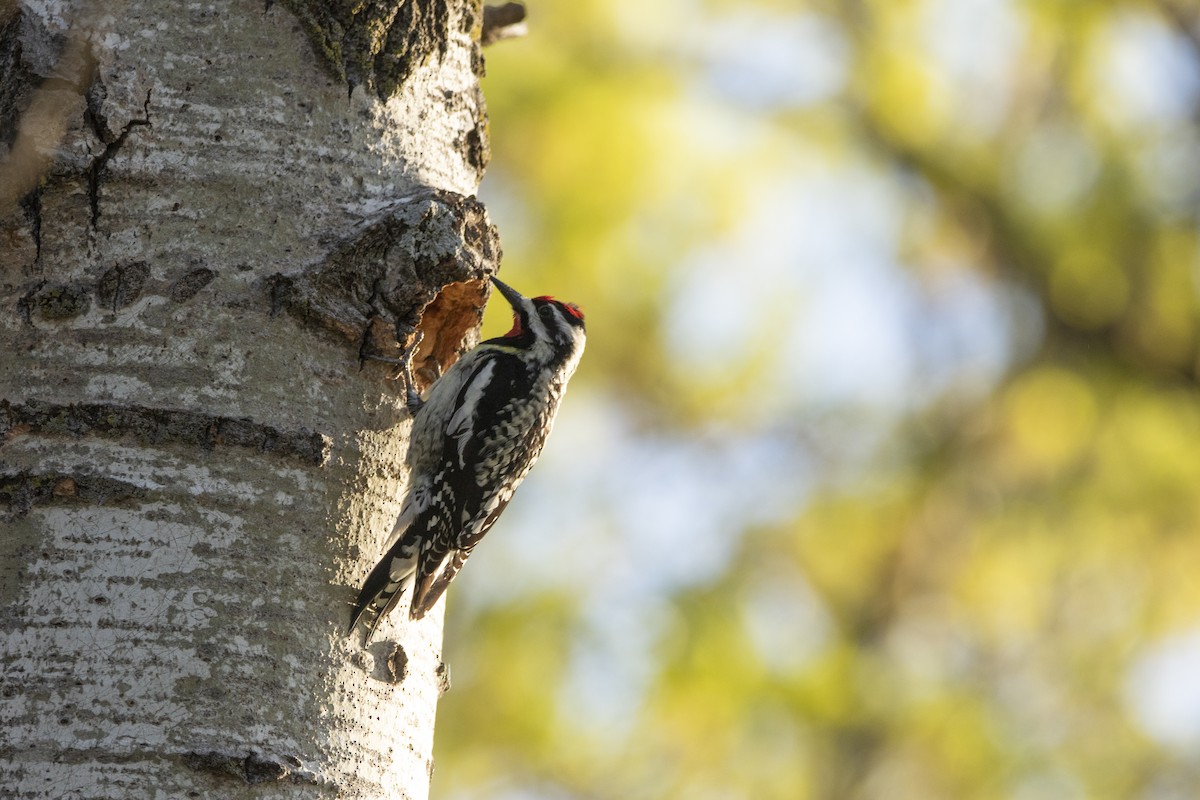 Yellow-bellied Sapsucker - Kyle Nelson