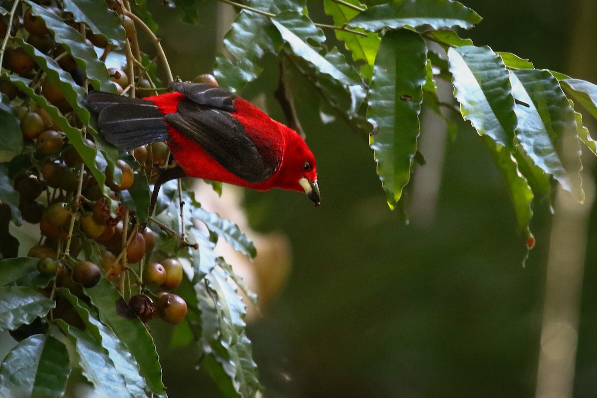 Brazilian Tanager - Thiane Melen