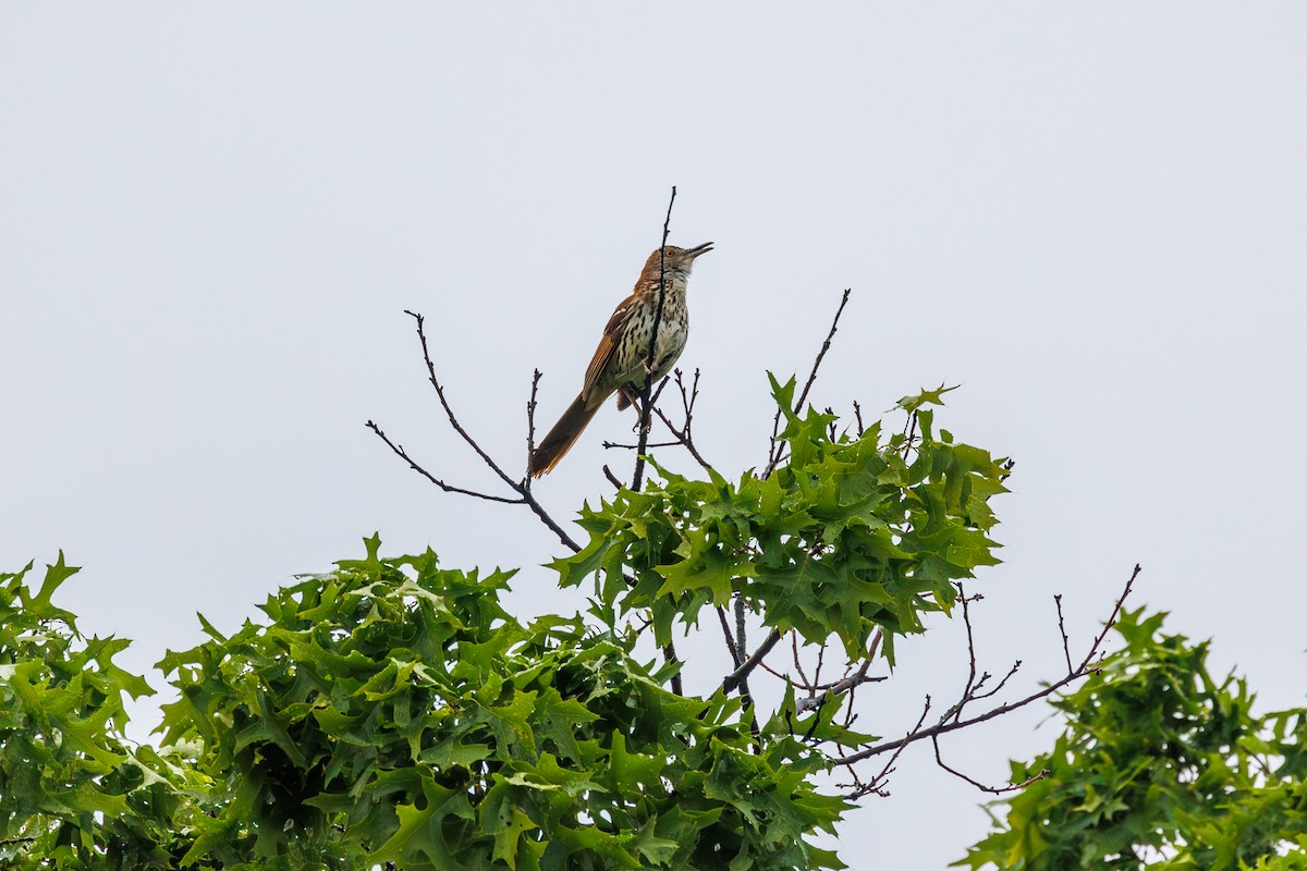 Brown Thrasher - Leena M