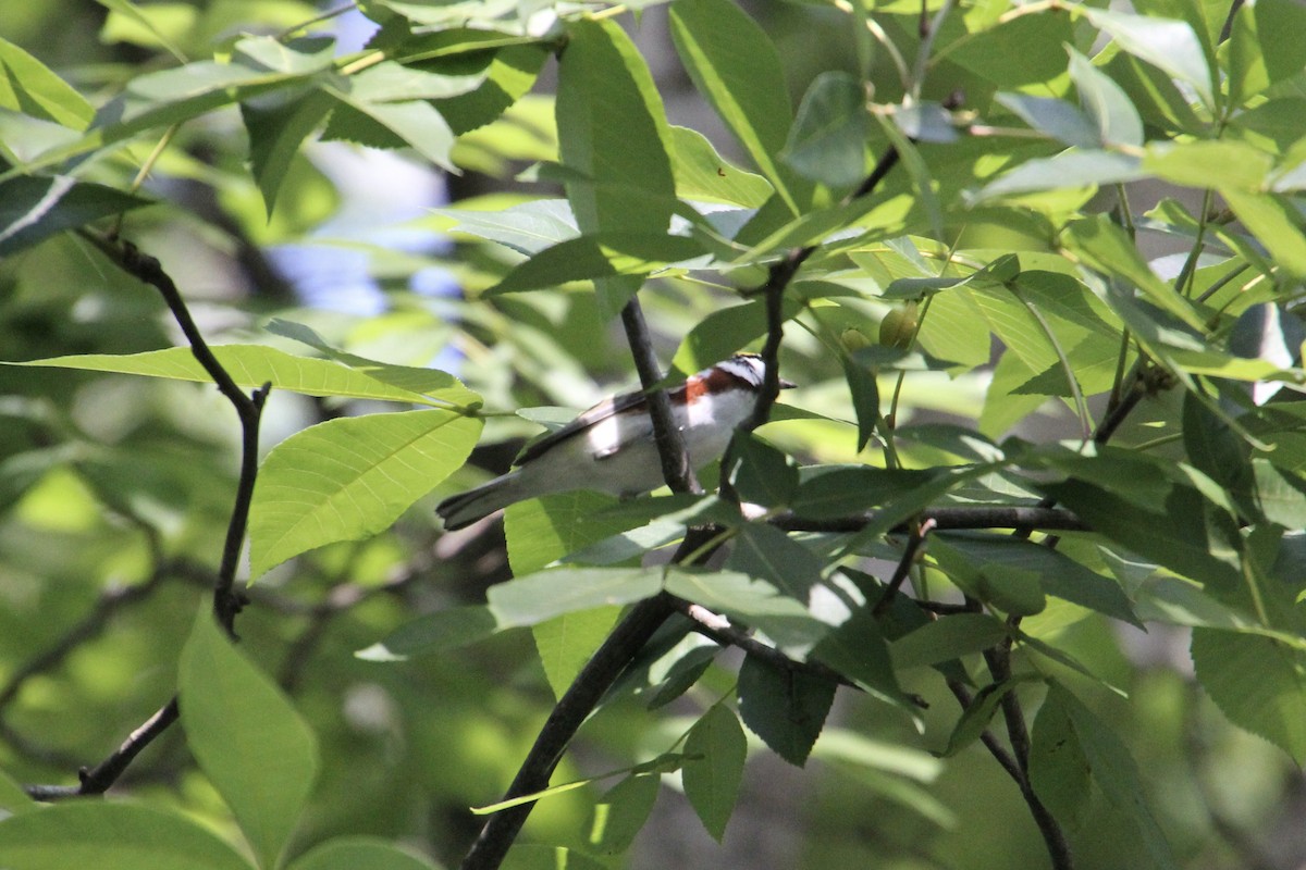 Chestnut-sided Warbler - Elizabeth Hoffman