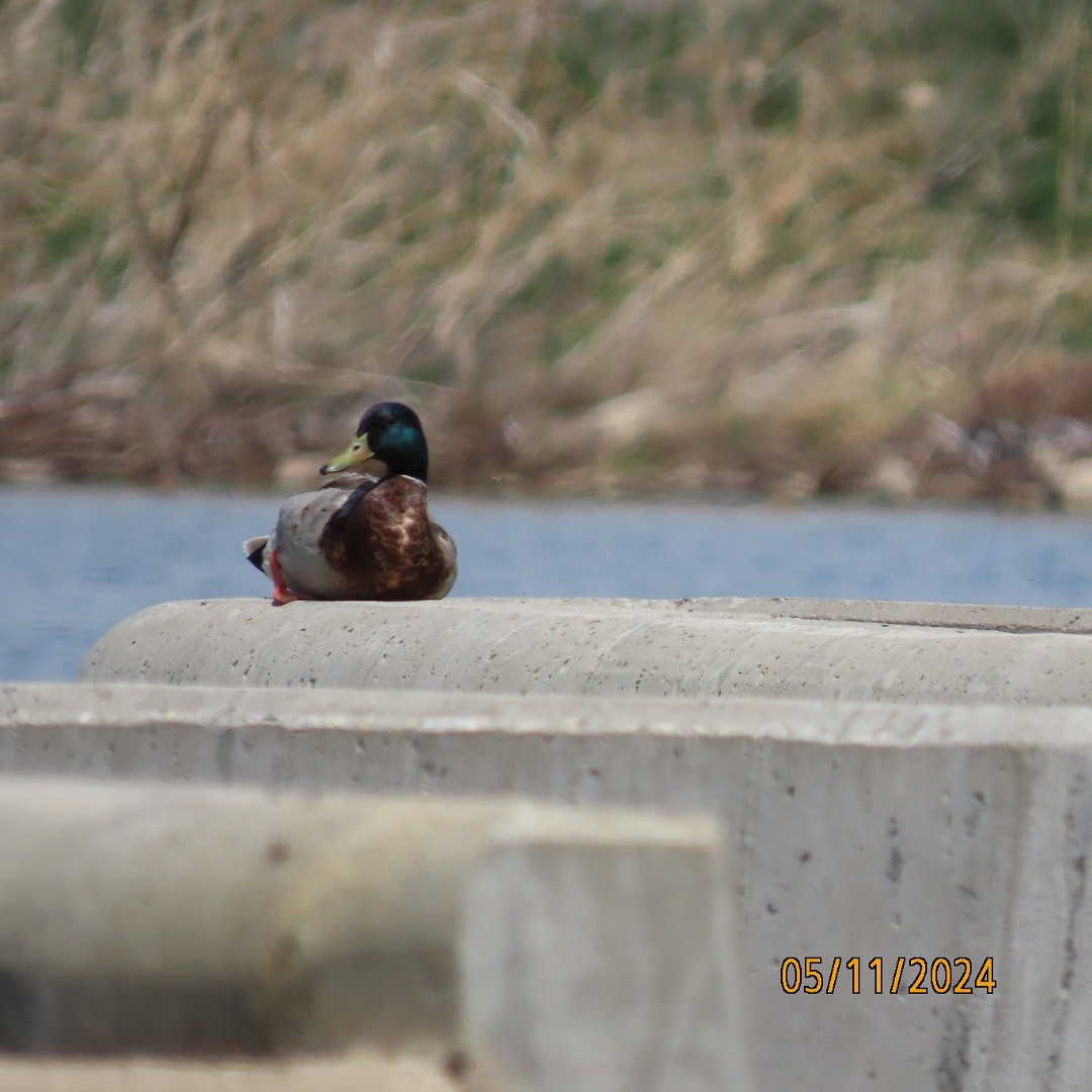 Mallard - Anonymous