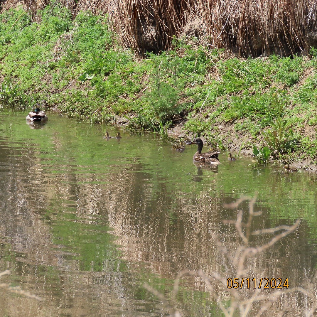 Mallard - Anonymous