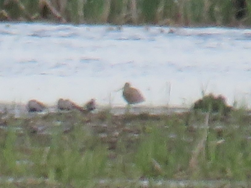 Hudsonian Godwit - ML618857196