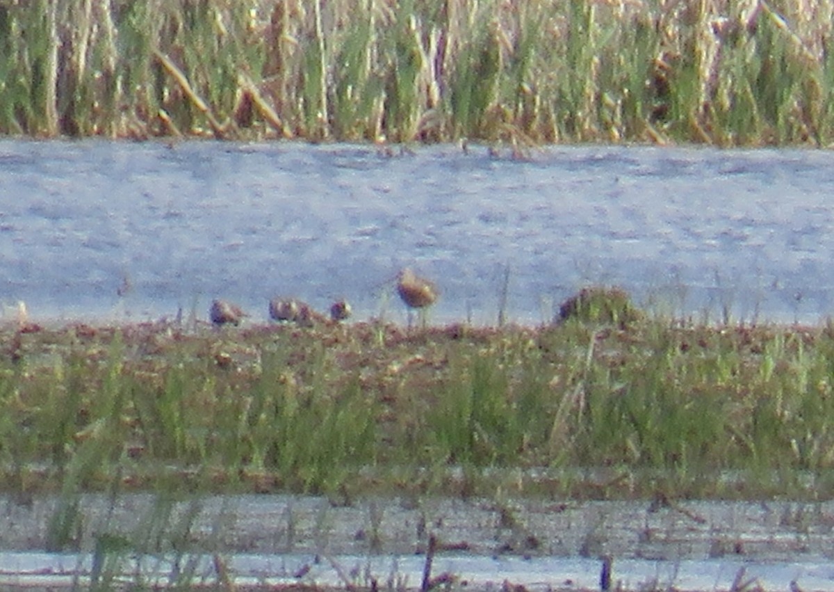 Hudsonian Godwit - ML618857197