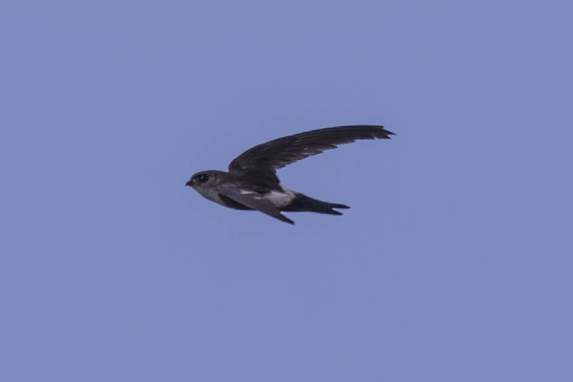 Antillean Palm Swift - Felix León