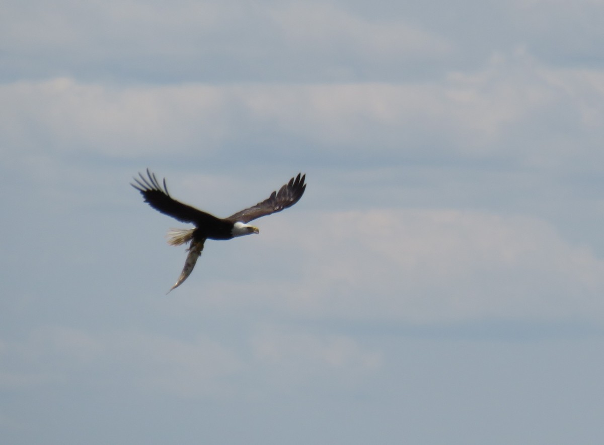 Bald Eagle - ML618857215