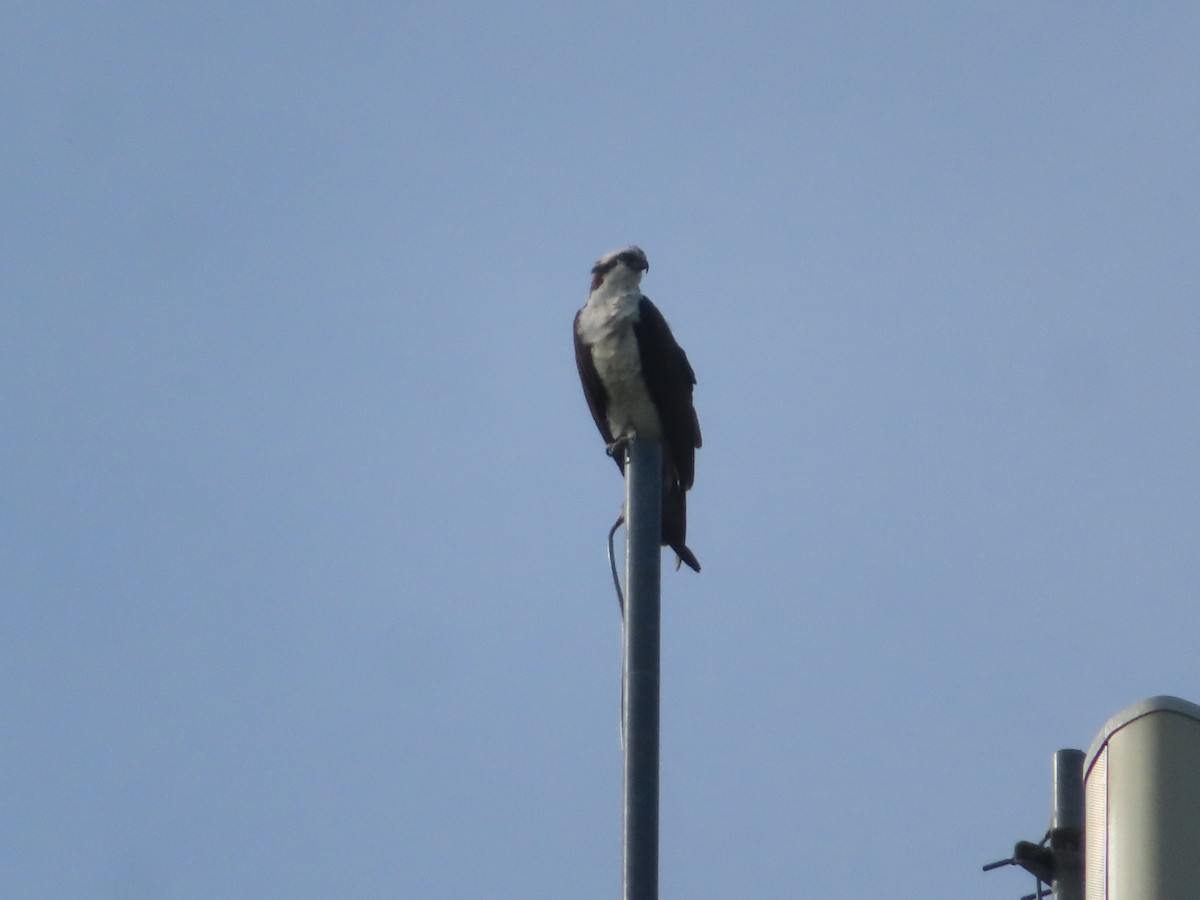 Osprey - Ken Clark