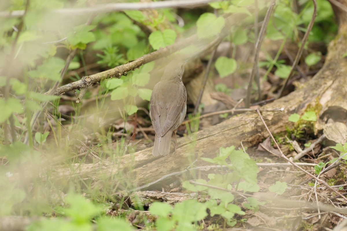 Gray-cheeked Thrush - ML618857220