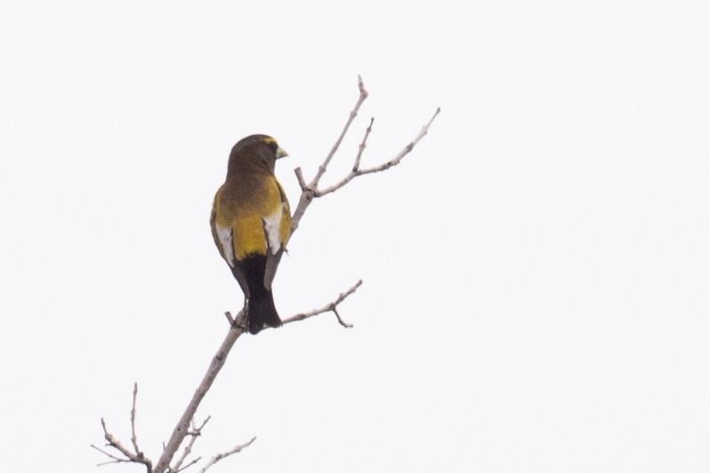 Evening Grosbeak - Ross Bartholomew