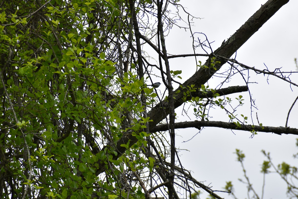 Blue-gray Gnatcatcher - ML618857237