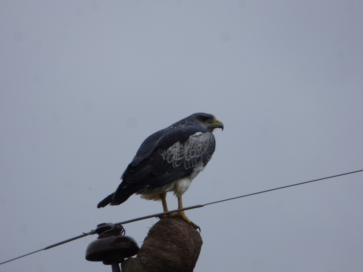 Black-chested Buzzard-Eagle - Pablo Hernan Capovilla