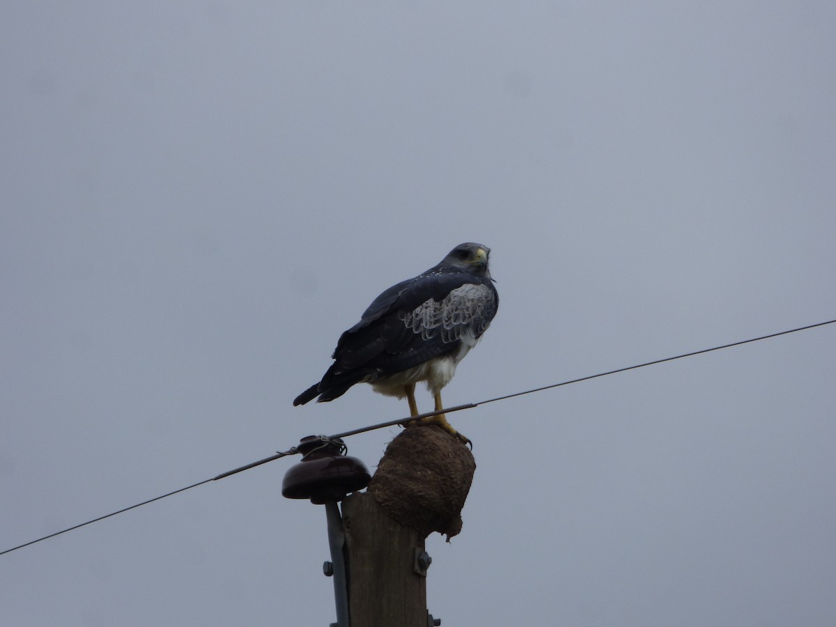 Black-chested Buzzard-Eagle - Pablo Hernan Capovilla