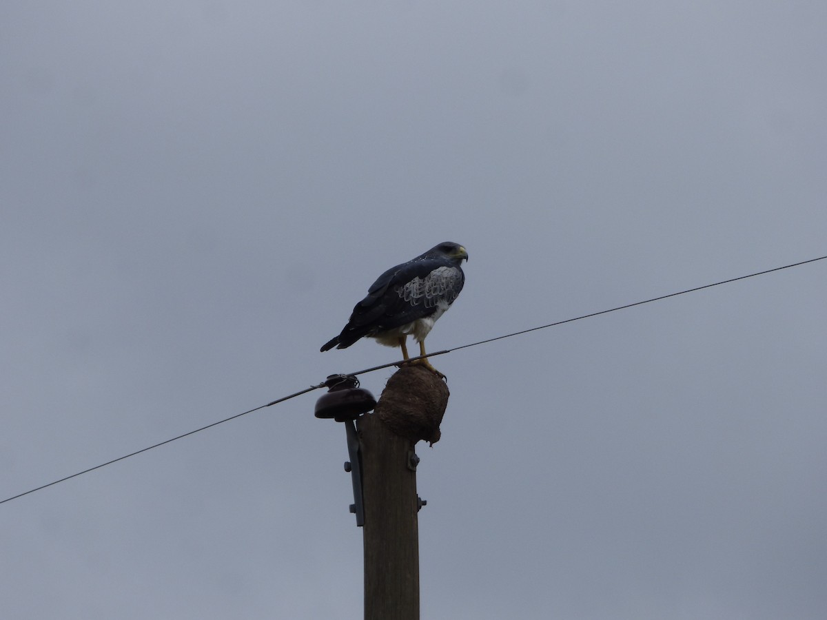 Black-chested Buzzard-Eagle - Pablo Hernan Capovilla