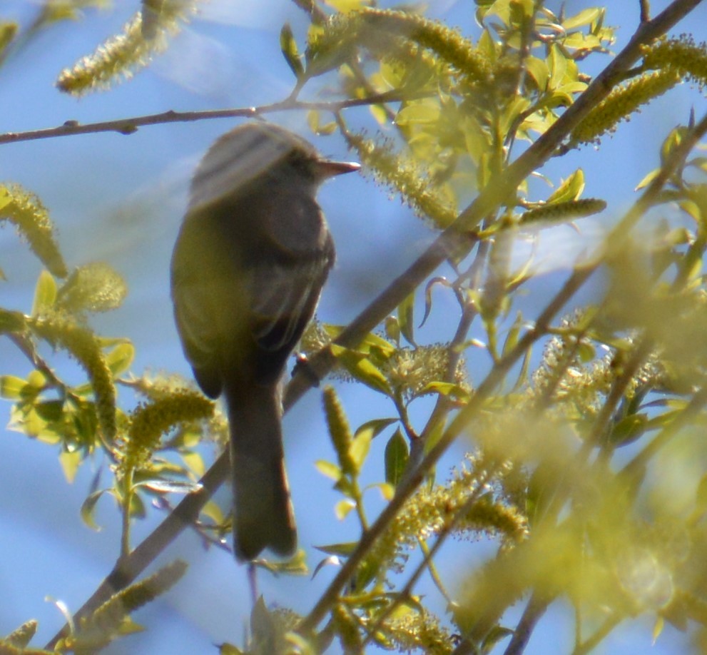 Empidonax sp. - Liz Almlie