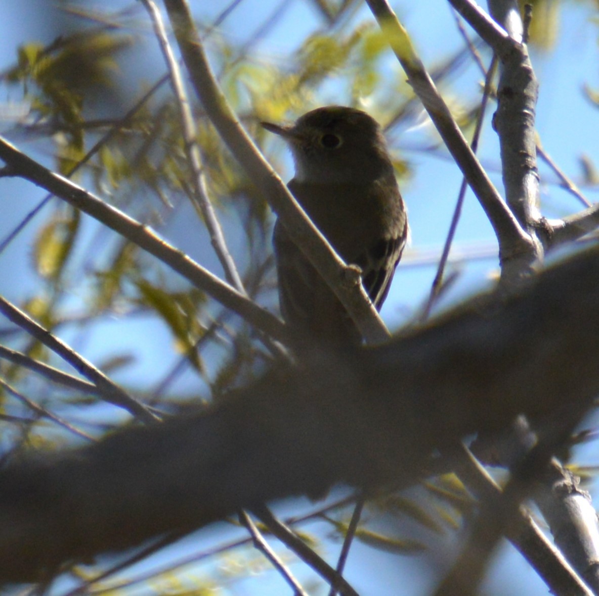 Empidonax sp. - Liz Almlie