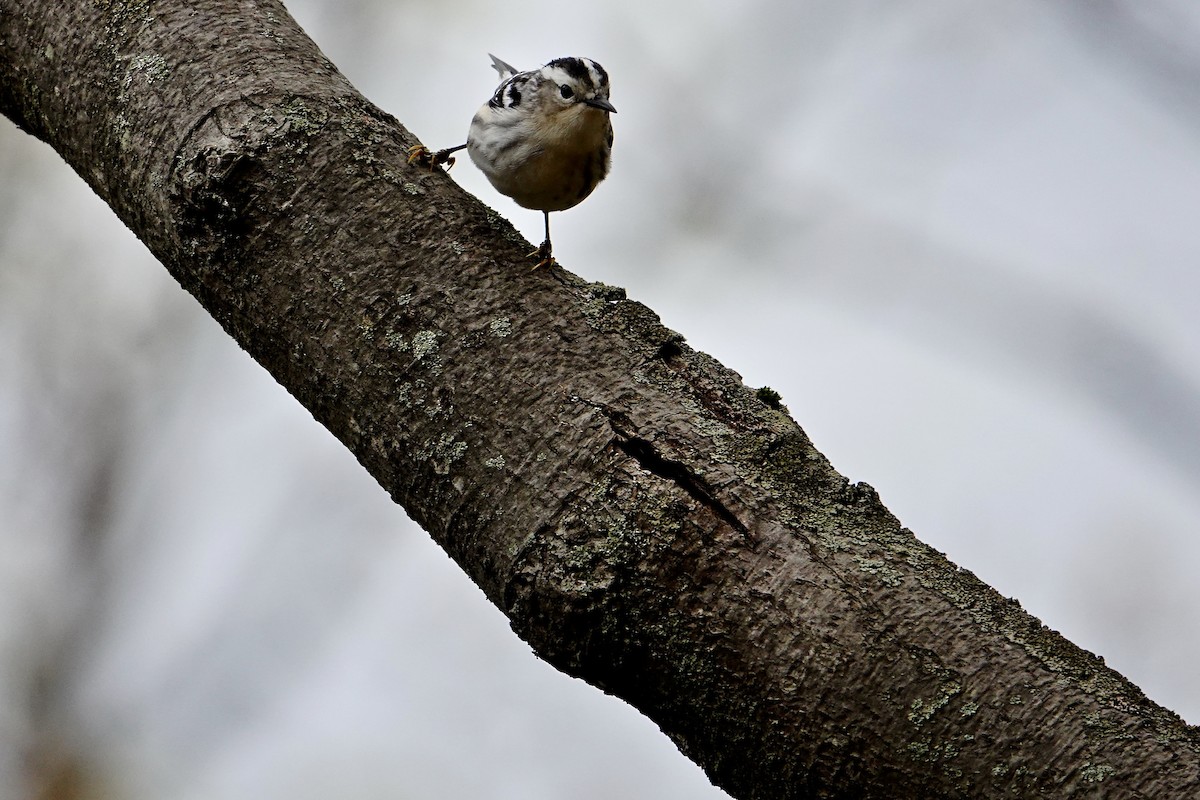 Black-and-white Warbler - Charlie Roberto