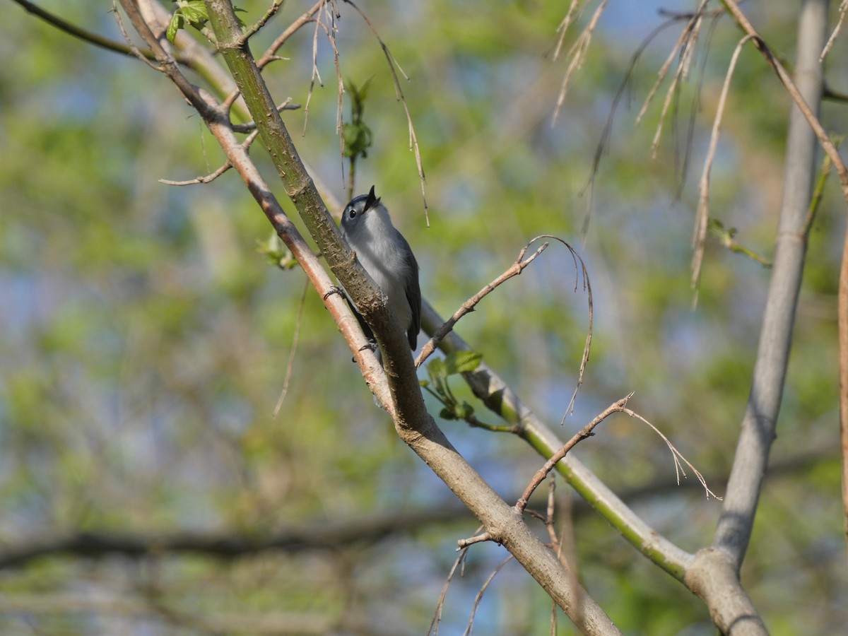 Blue-gray Gnatcatcher - Carlo Lindner