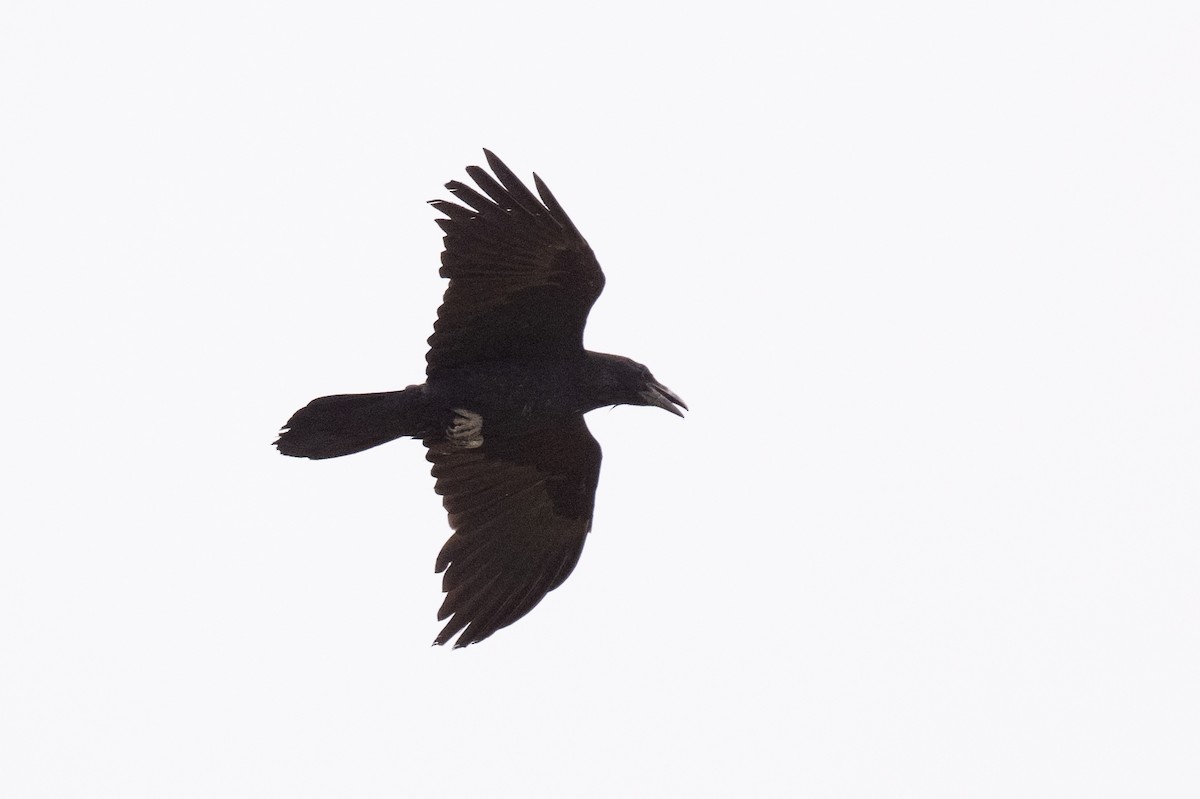 Common Raven - ML618857293