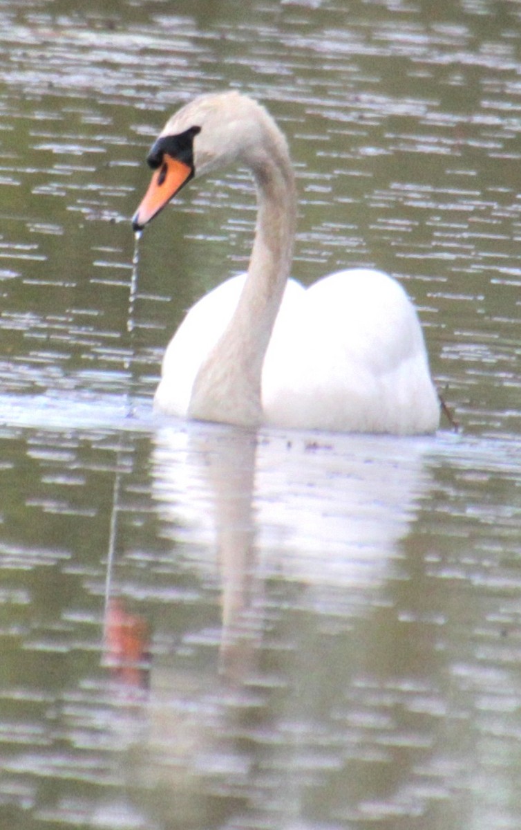 Mute Swan - Samuel Harris