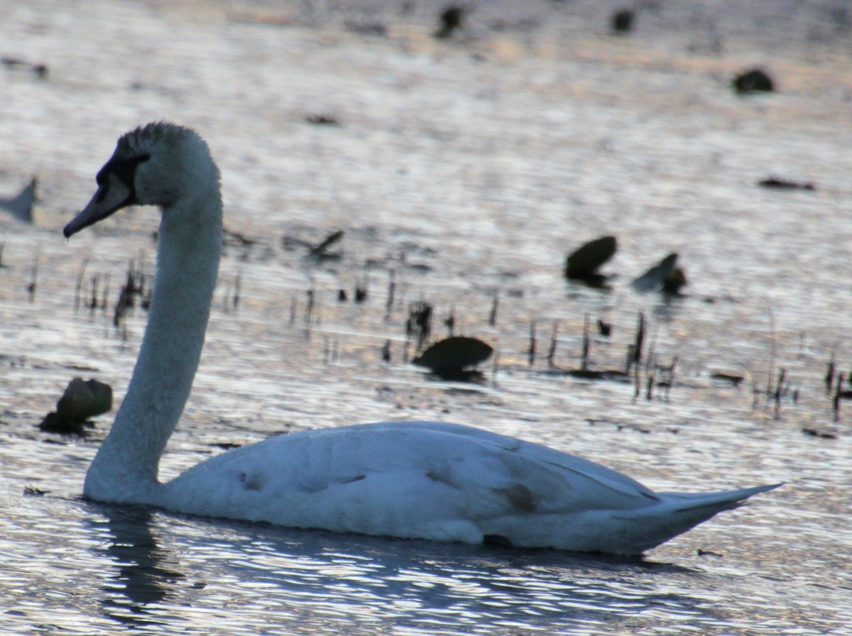 Mute Swan - Samuel Harris