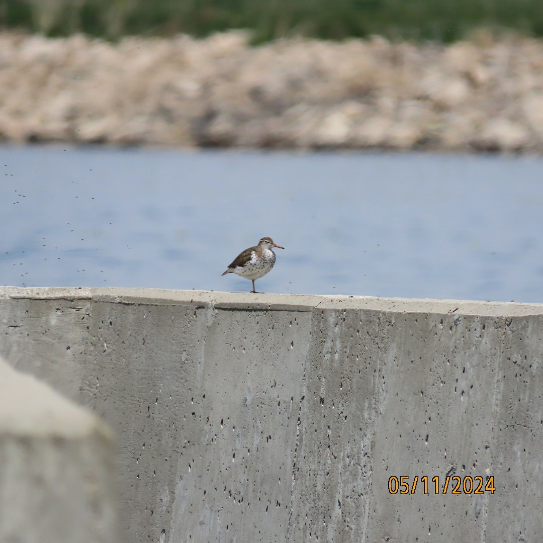 Spotted Sandpiper - Anonymous