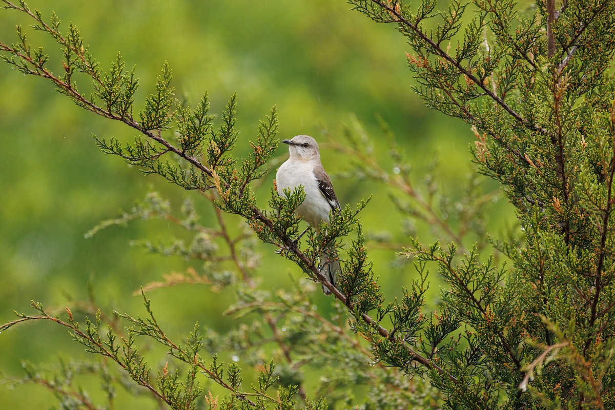 Northern Mockingbird - Leena M