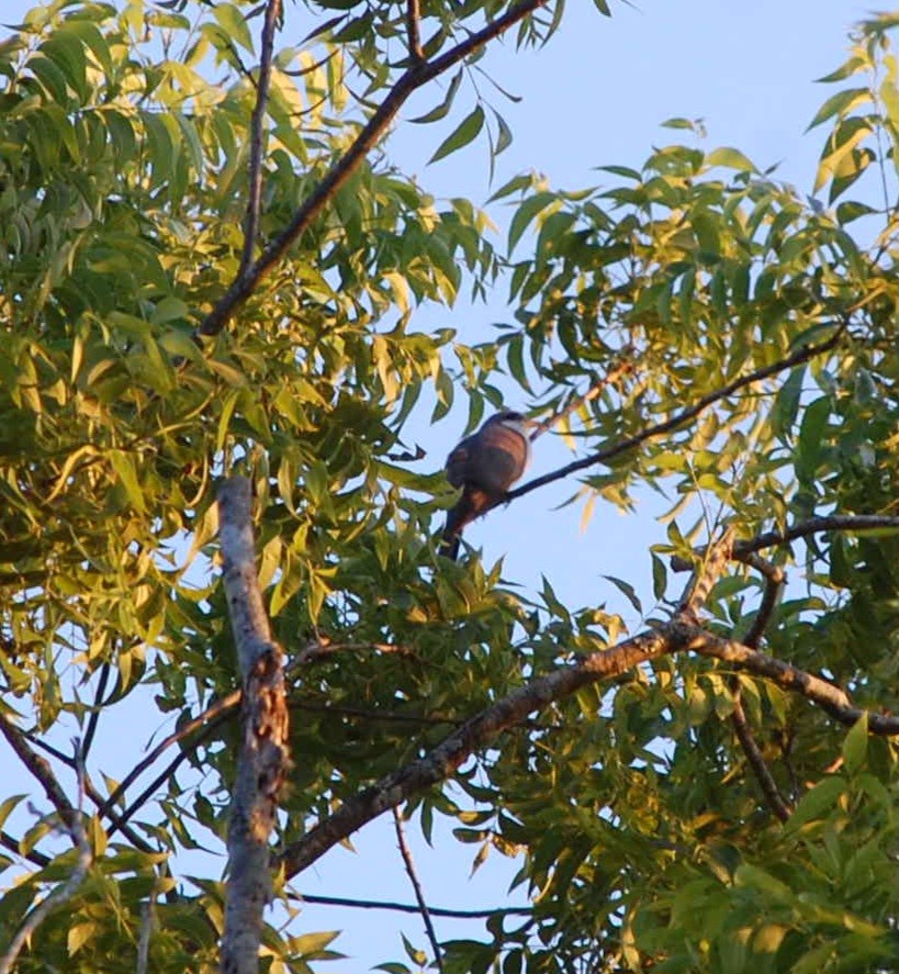 Yellow-billed Cuckoo - Neta Lambeth