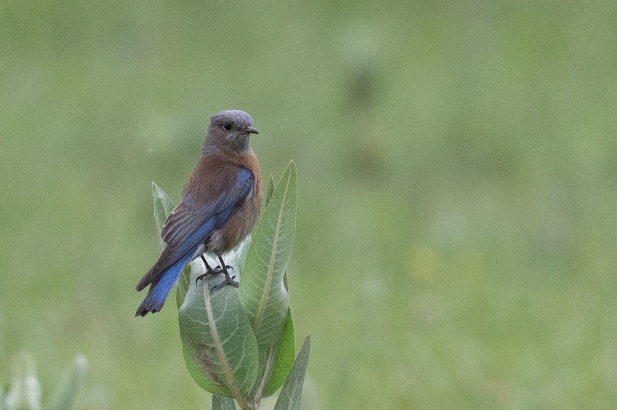 Western Bluebird - Ross Bartholomew