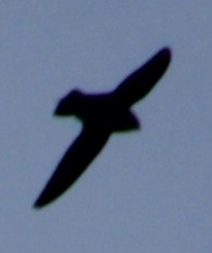 Chimney Swift - Samuel Harris