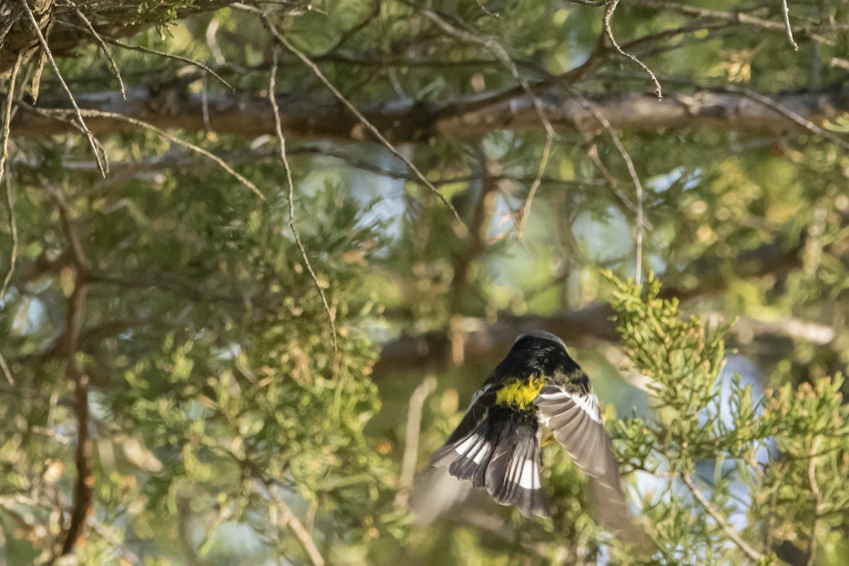 Magnolia Warbler - Kyle Nelson