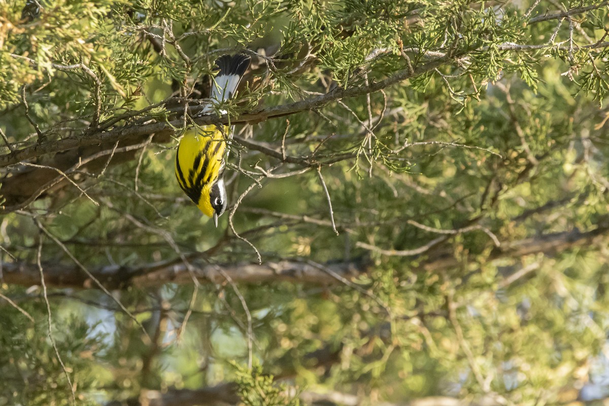 Magnolia Warbler - Kyle Nelson