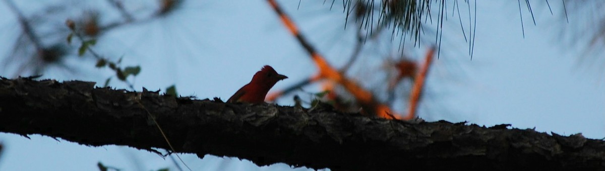 Summer Tanager - Neta Lambeth