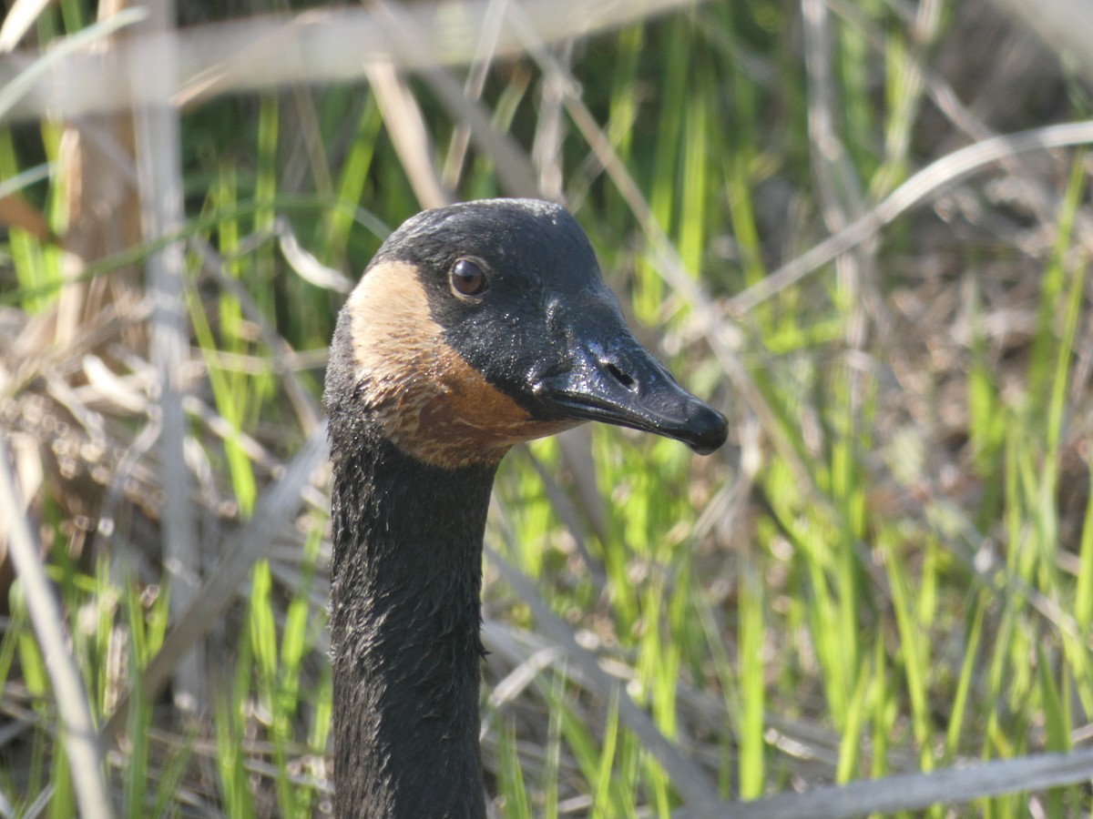 Canada Goose - Carlo Lindner