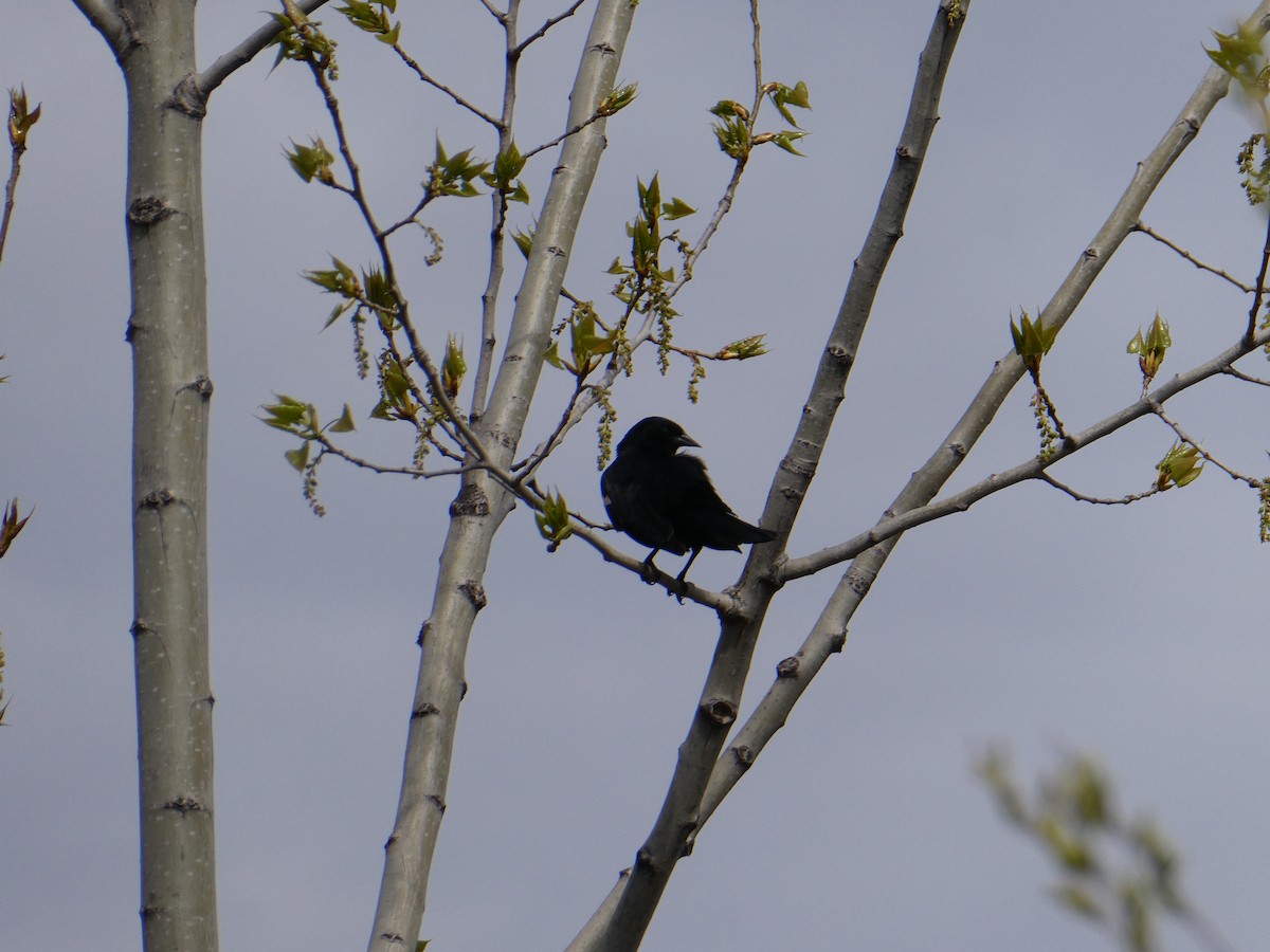 Red-winged Blackbird - Jean Roberge