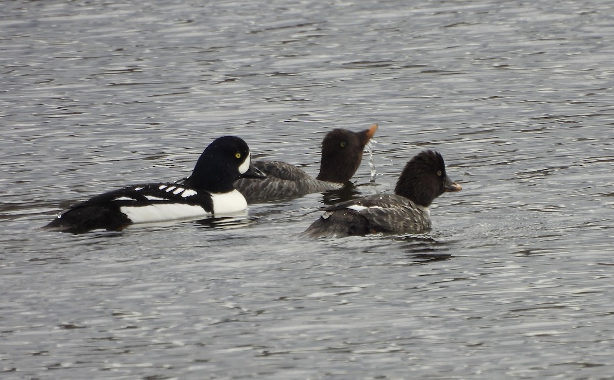 Barrow's Goldeneye - ML618857387