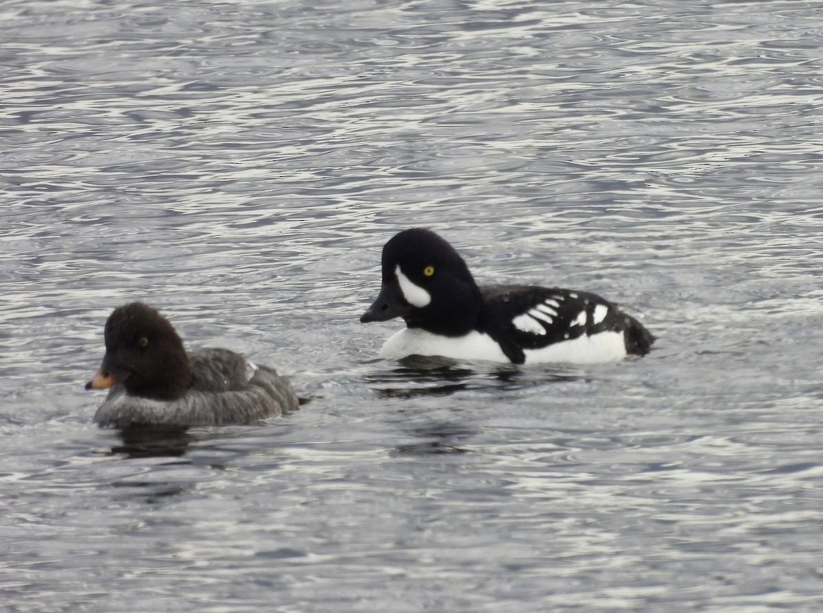 Barrow's Goldeneye - Michelle Bélanger